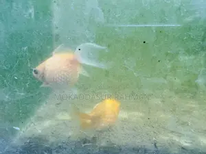 লিকু গোল্ড ফিশ জোড়া