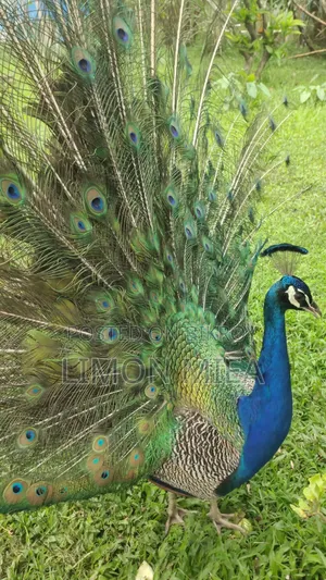 Peacock for sale