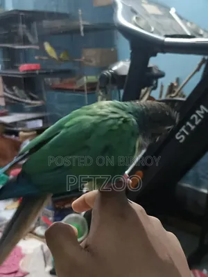 টারকয়েজ ব্লু গ্রিন চিক কনুর পুরুষ