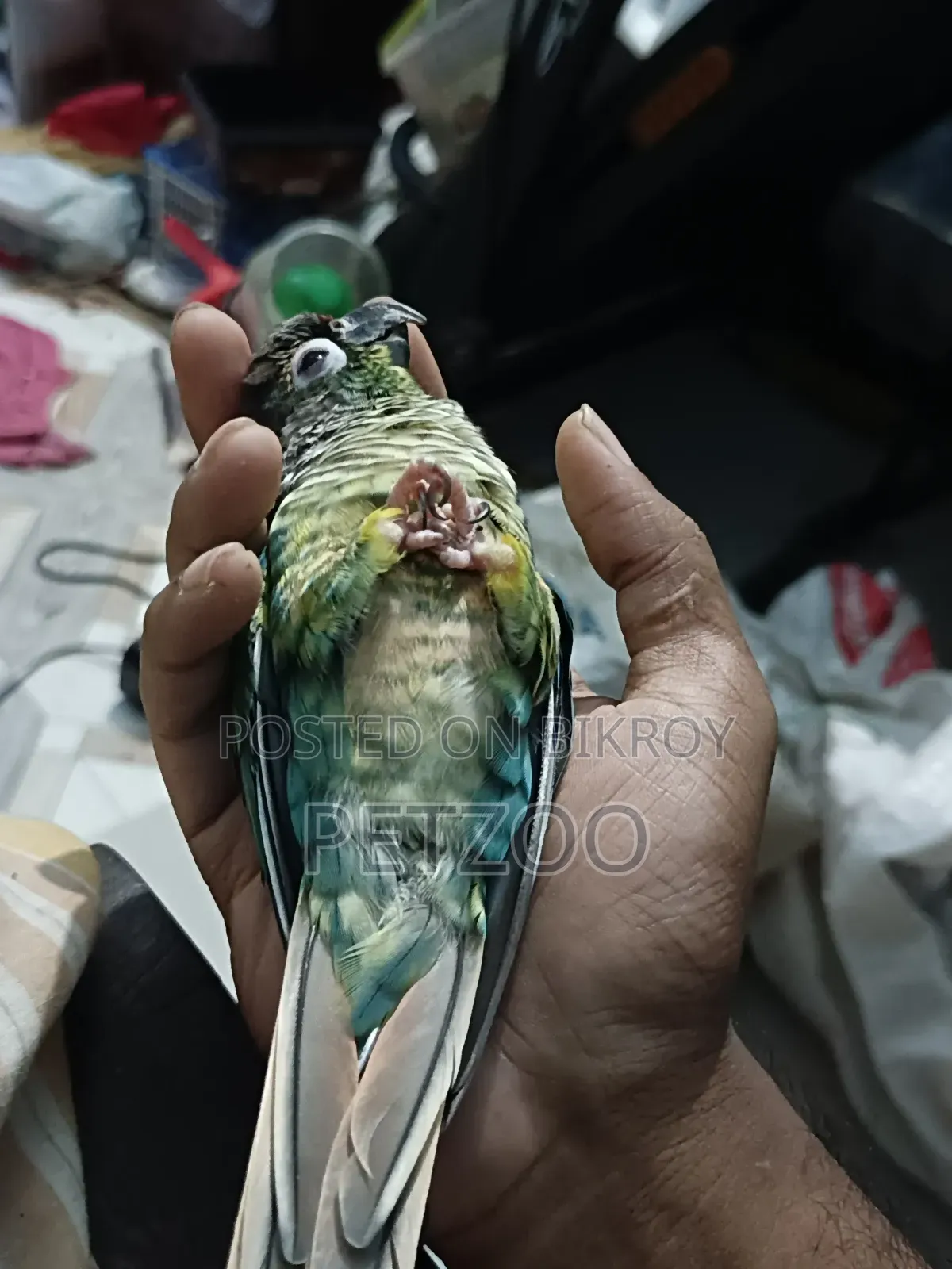 টারকয়েজ ব্লু গ্রিন চিক কনুর পুরুষ