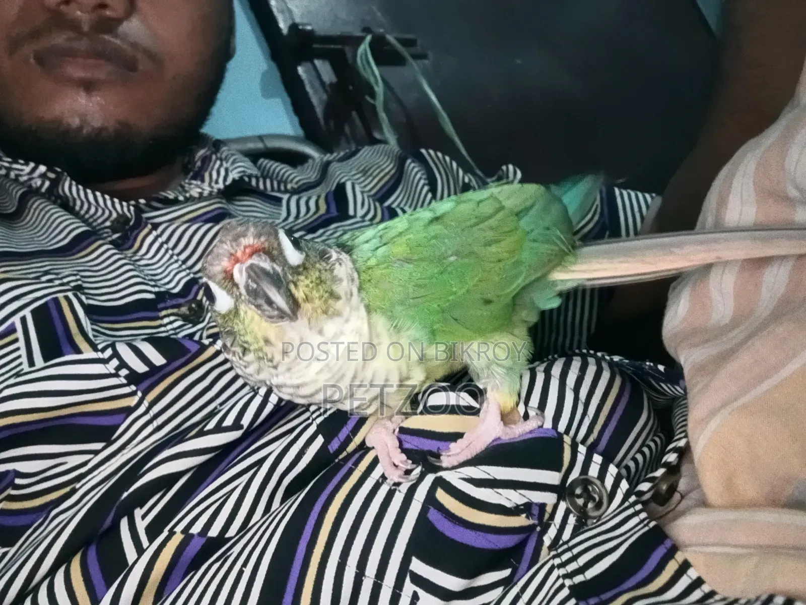 টারকয়েজ ব্লু গ্রিন চিক কনুর পুরুষ