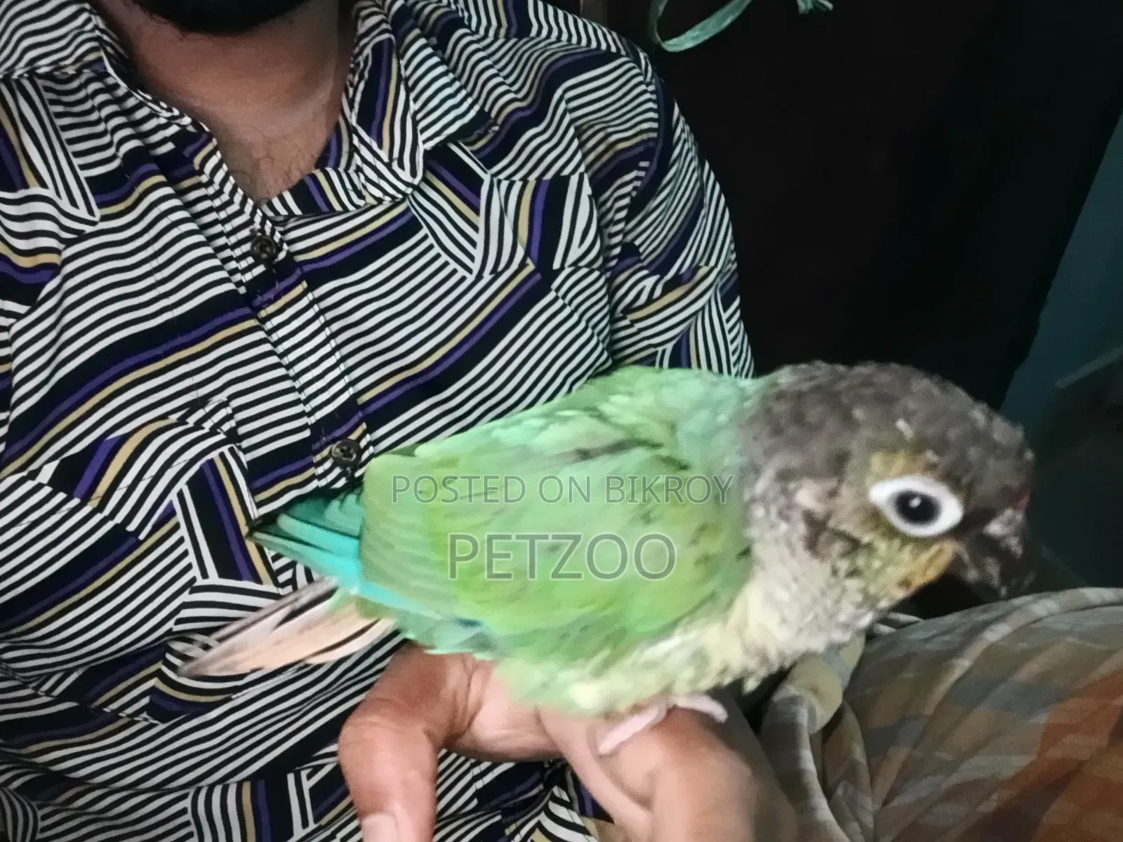 টারকয়েজ ব্লু গ্রিন চিক কনুর পুরুষ