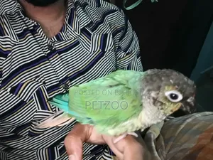 টারকয়েজ ব্লু গ্রিন চিক কনুর পুরুষ