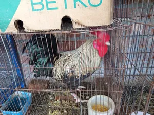 ভালো জাতের একটা ফ্রিজেল মোরগ বিক্রি করা হবে