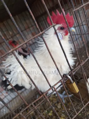 ভালো জাতের একটা ফ্রিজেল মোরগ বিক্রি করা হবে
