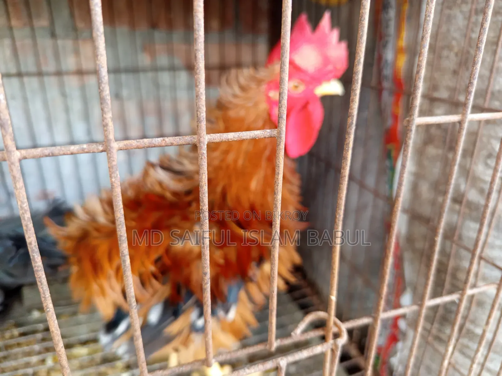 ভালো জাতের একটা ফ্রিজেল মোরগ বিক্রি করা হবে