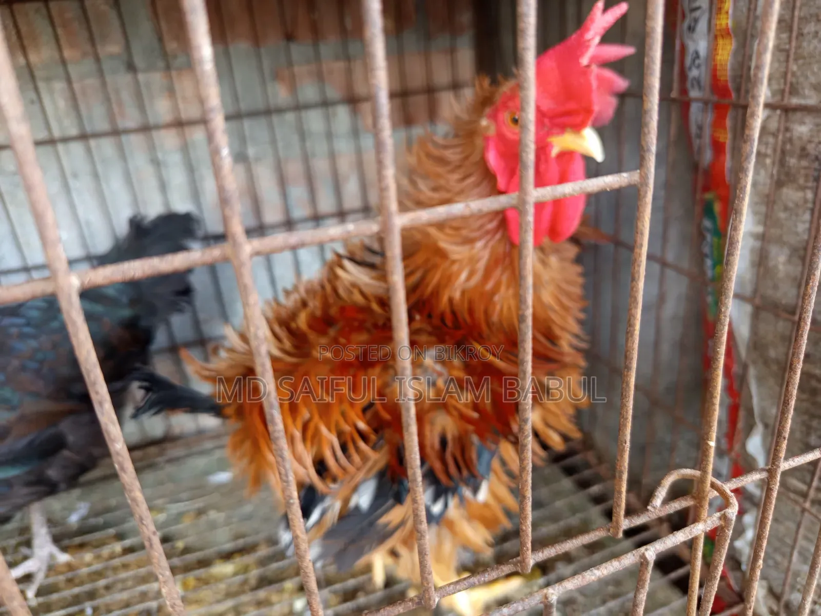 ভালো জাতের একটা ফ্রিজেল মোরগ বিক্রি করা হবে