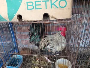 ভালো জাতের একটা ফ্রিজেল মোরগ বিক্রি করা হবে
