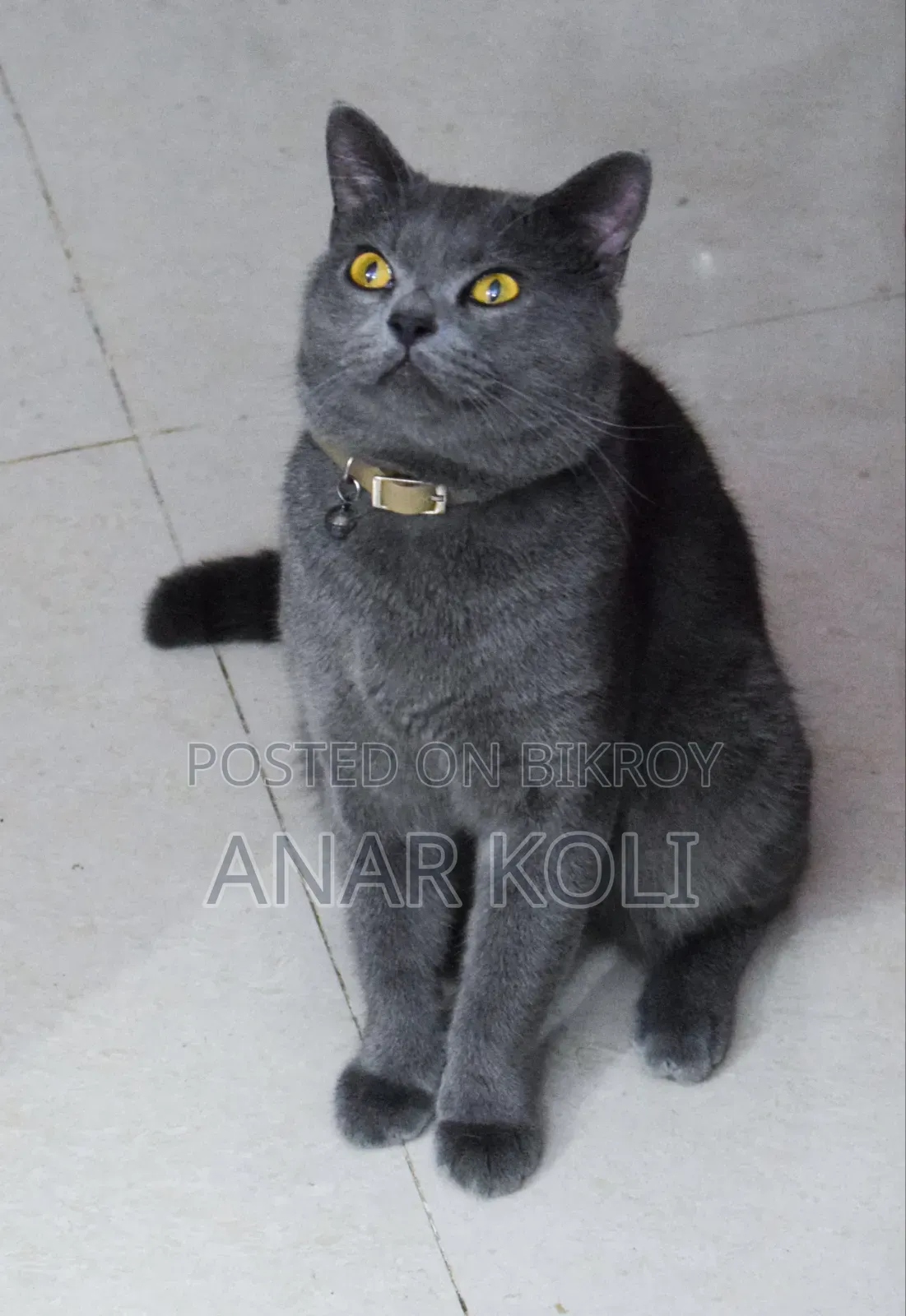 1+ Year Male Purebred British Shorthair