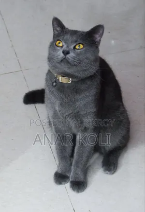 1+ Year Male Purebred British Shorthair