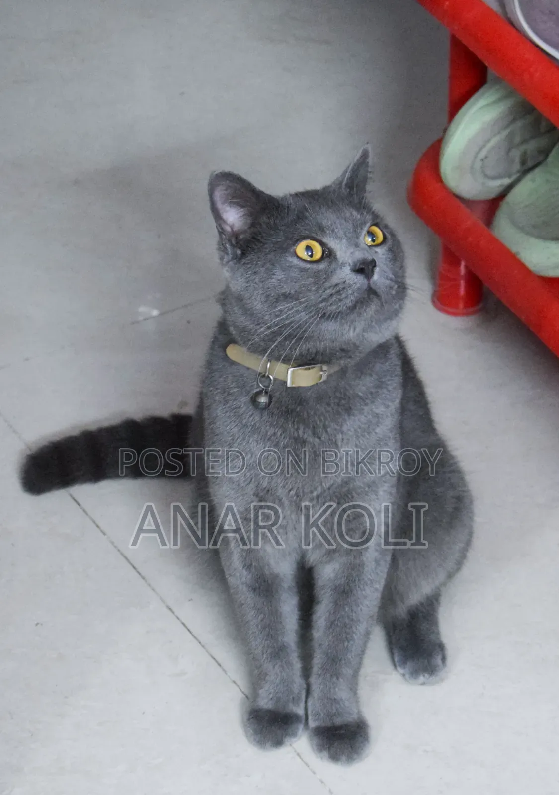 1+ Year Male Purebred British Shorthair