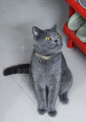 1+ Year Male Purebred British Shorthair