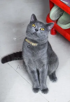 1+ Year Male Purebred British Shorthair