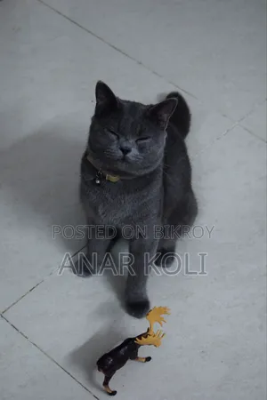 1+ Year Male Purebred British Shorthair