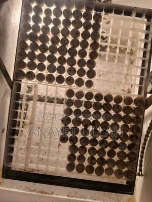 জাপানি কোয়েল পাখি বীজ ডিম বিক্রি করা হবে
