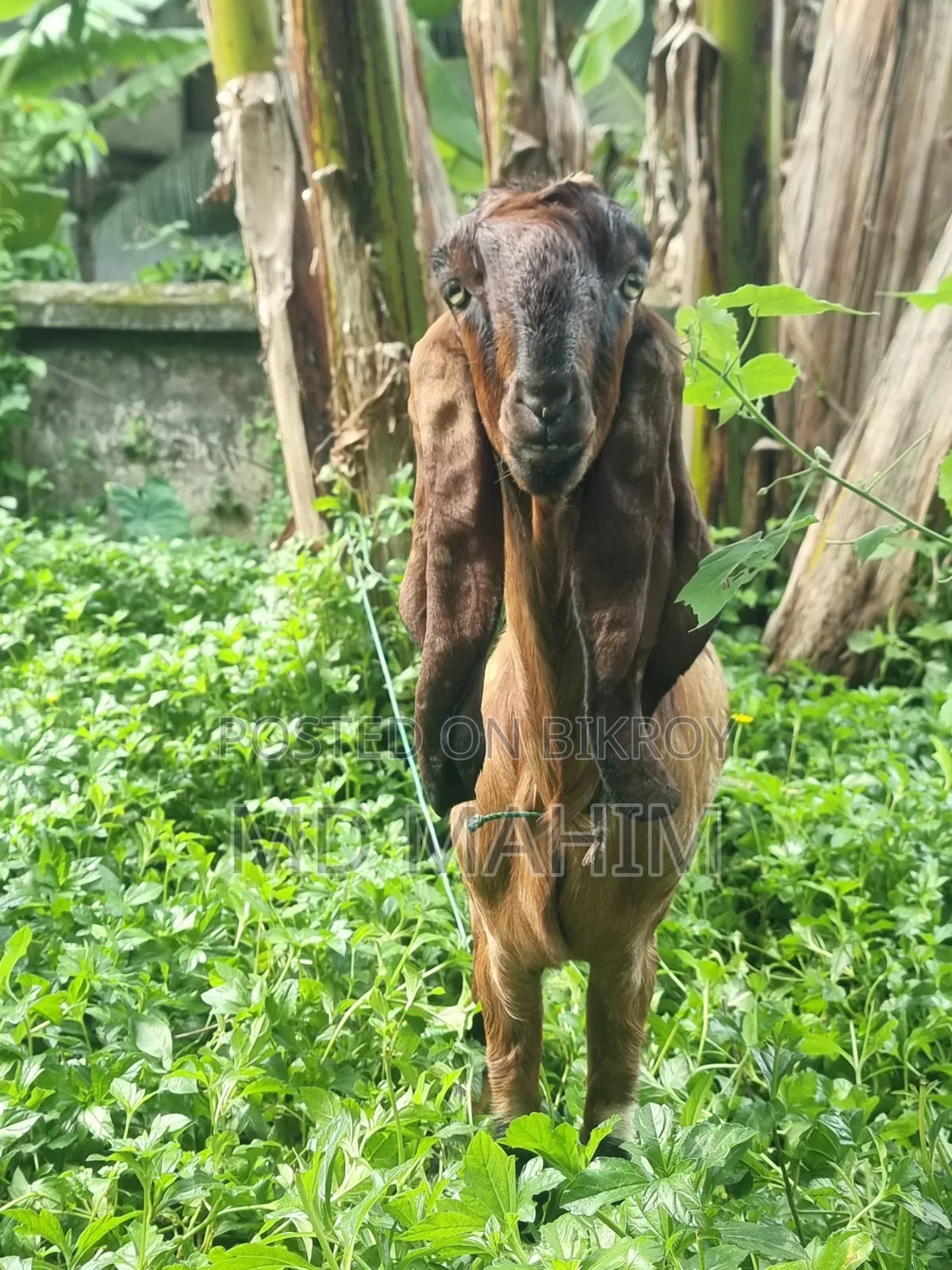 ছাগল বড় জাত বকরি। বিটল- ততাপুরী ক্রস।