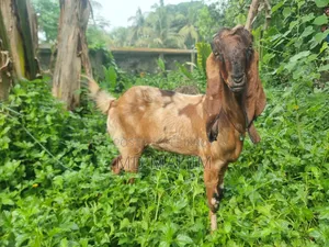 ছাগল বড় জাত বকরি। বিটল- ততাপুরী ক্রস।