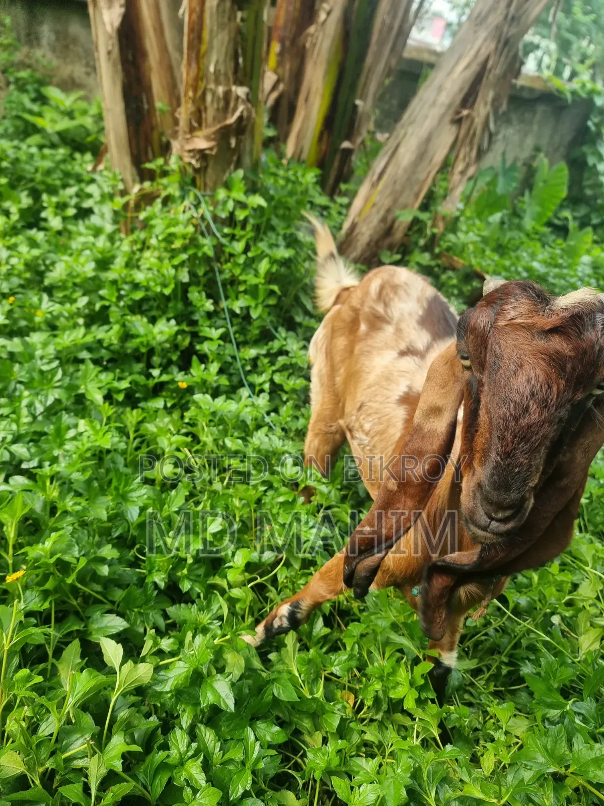 ছাগল বড় জাত বকরি। বিটল- ততাপুরী ক্রস।