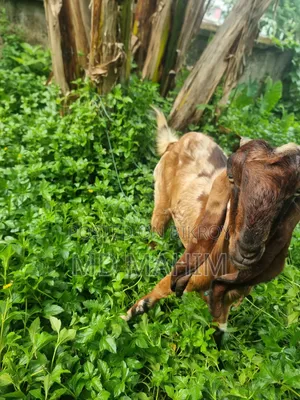 ছাগল বড় জাত বকরি। বিটল- ততাপুরী ক্রস।
