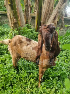 ছাগল বড় জাত বকরি। বিটল- ততাপুরী ক্রস।