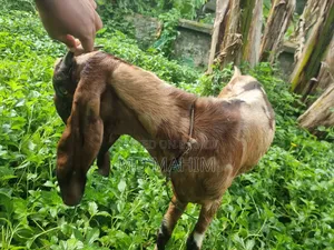 ছাগল বড় জাত বকরি। বিটল- ততাপুরী ক্রস।