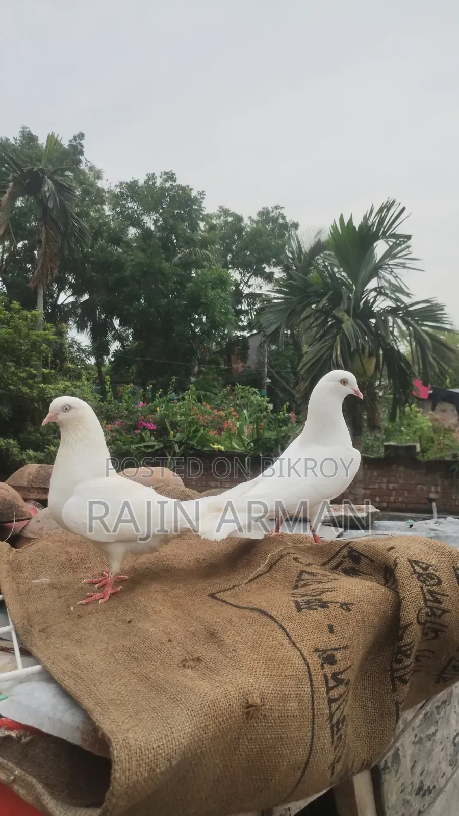 কবুতর তুলো মায়া ইন্ডিয়ান মদ্দা মোবাইল নাম্বার