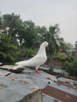 কবুতর তুলো মায়া ইন্ডিয়ান মদ্দা মোবাইল নাম্বার