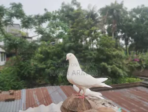 কবুতর তুলো মায়া ইন্ডিয়ান মদ্দা মোবাইল নাম্বার