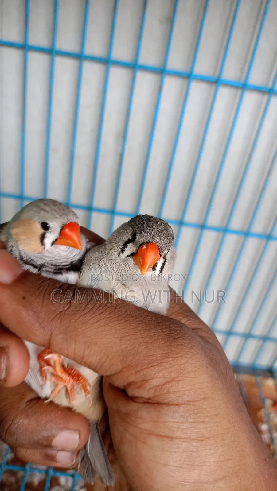 Zebra Finch Adult Pair