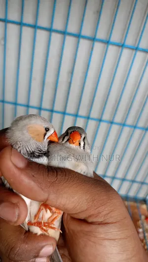 Zebra Finch Adult Pair