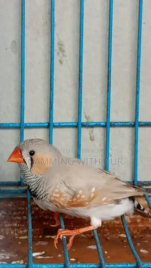 Zebra Finch Adult Pair