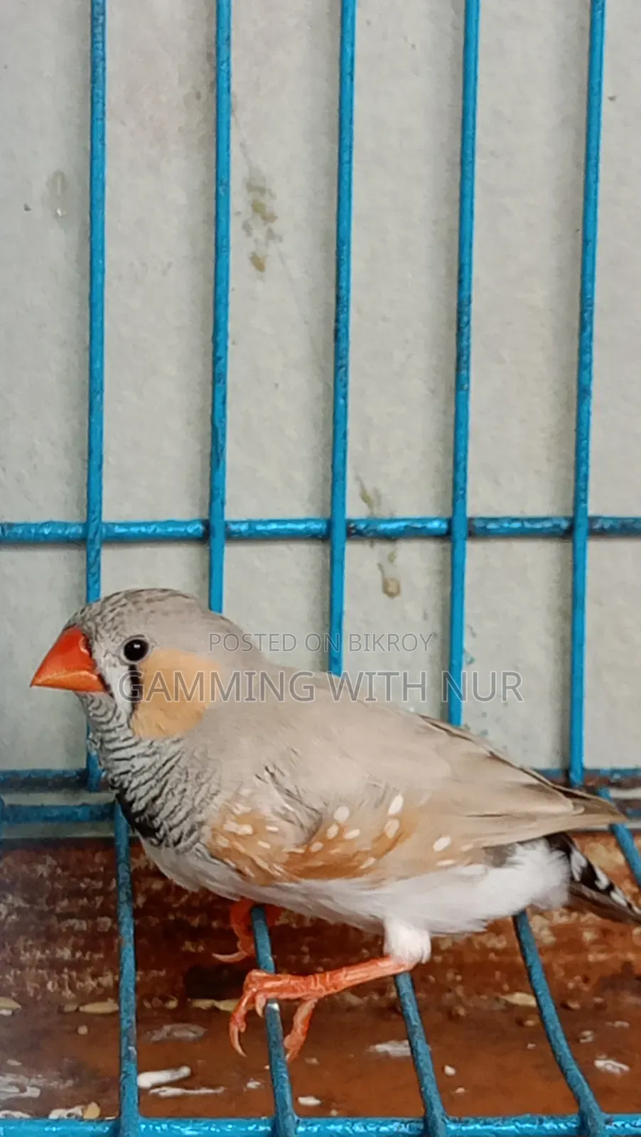 Zebra Finch Adult Pair