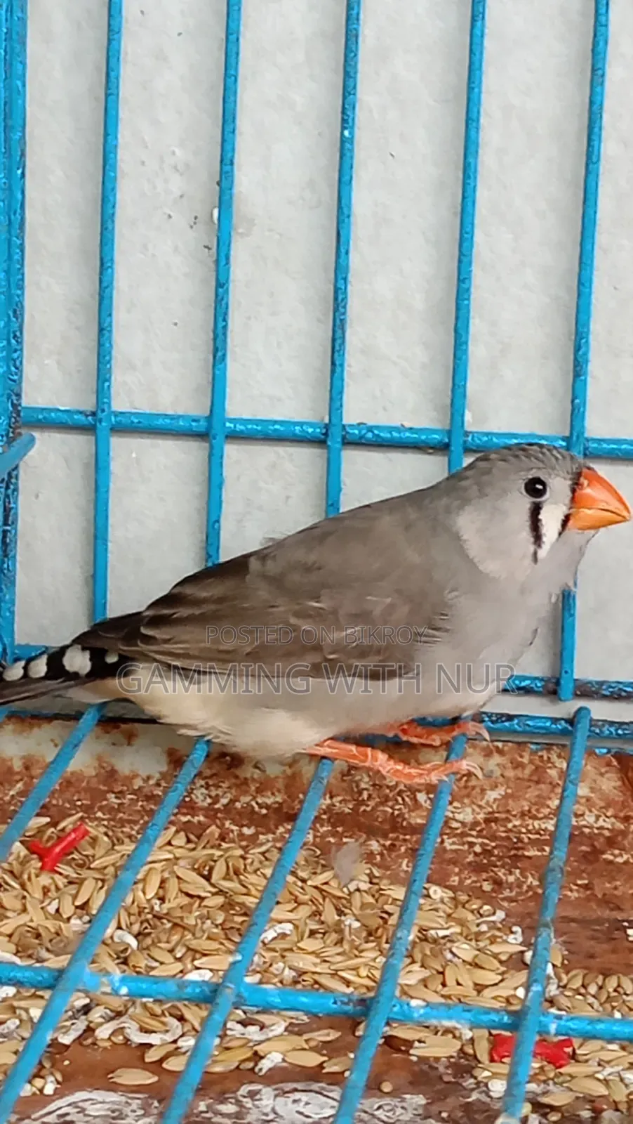 Zebra Finch Adult Pair