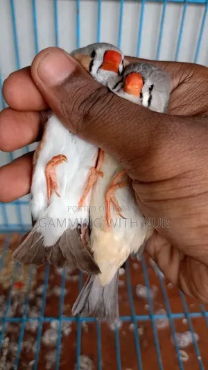 Zebra Finch Adult Pair