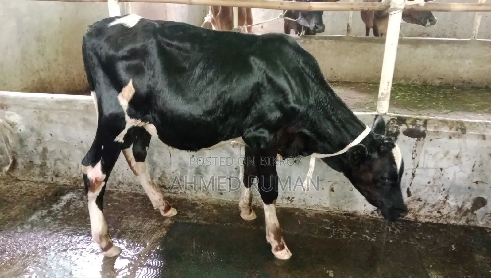 ১০০% হলিস্টান ফিজিয়ান ষাড় বাছুর