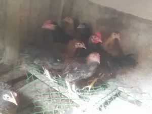 দেশি মুরগীর বাচ্চা