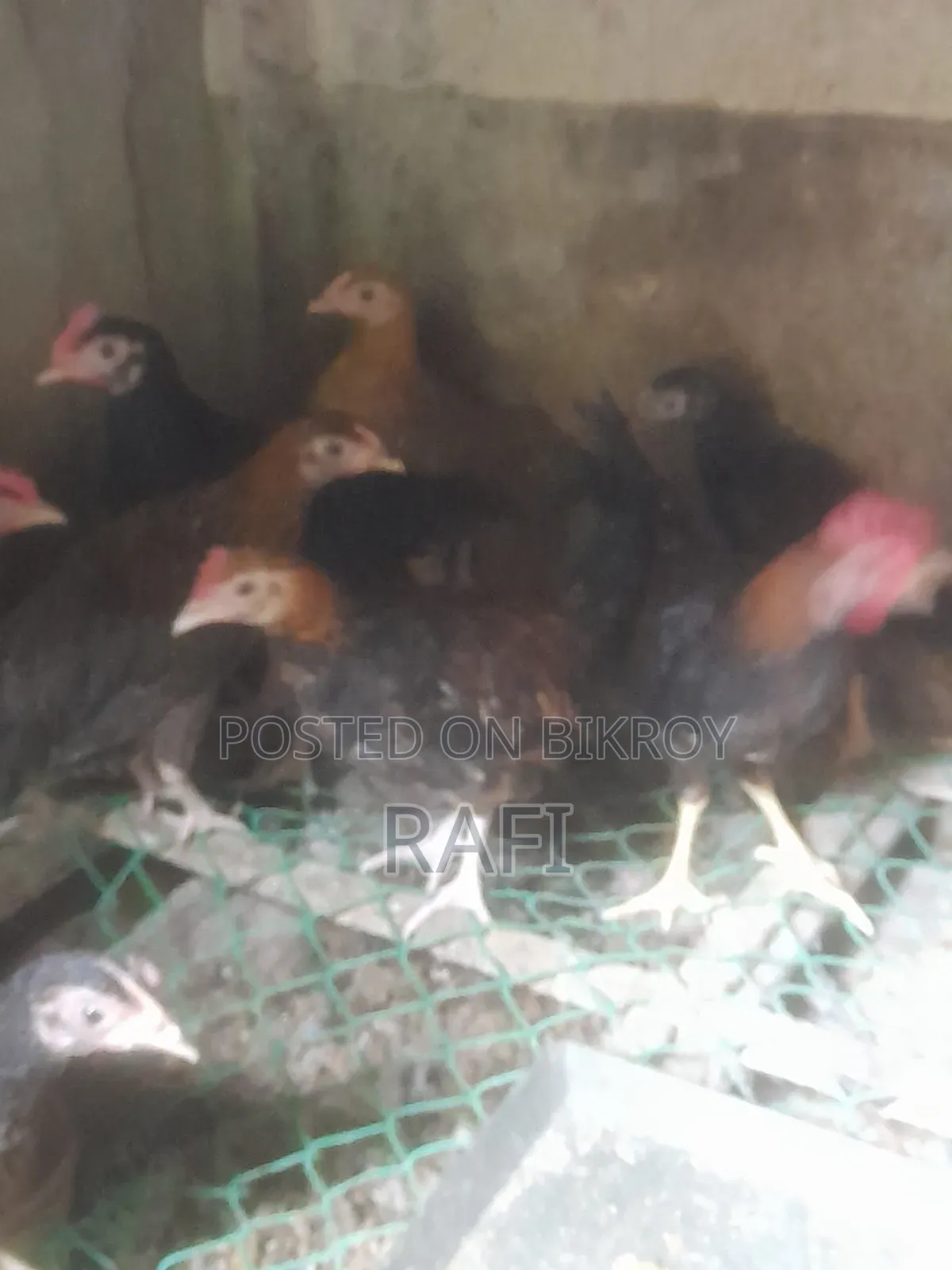 দেশি মুরগীর বাচ্চা