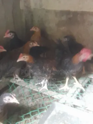 দেশি মুরগীর বাচ্চা
