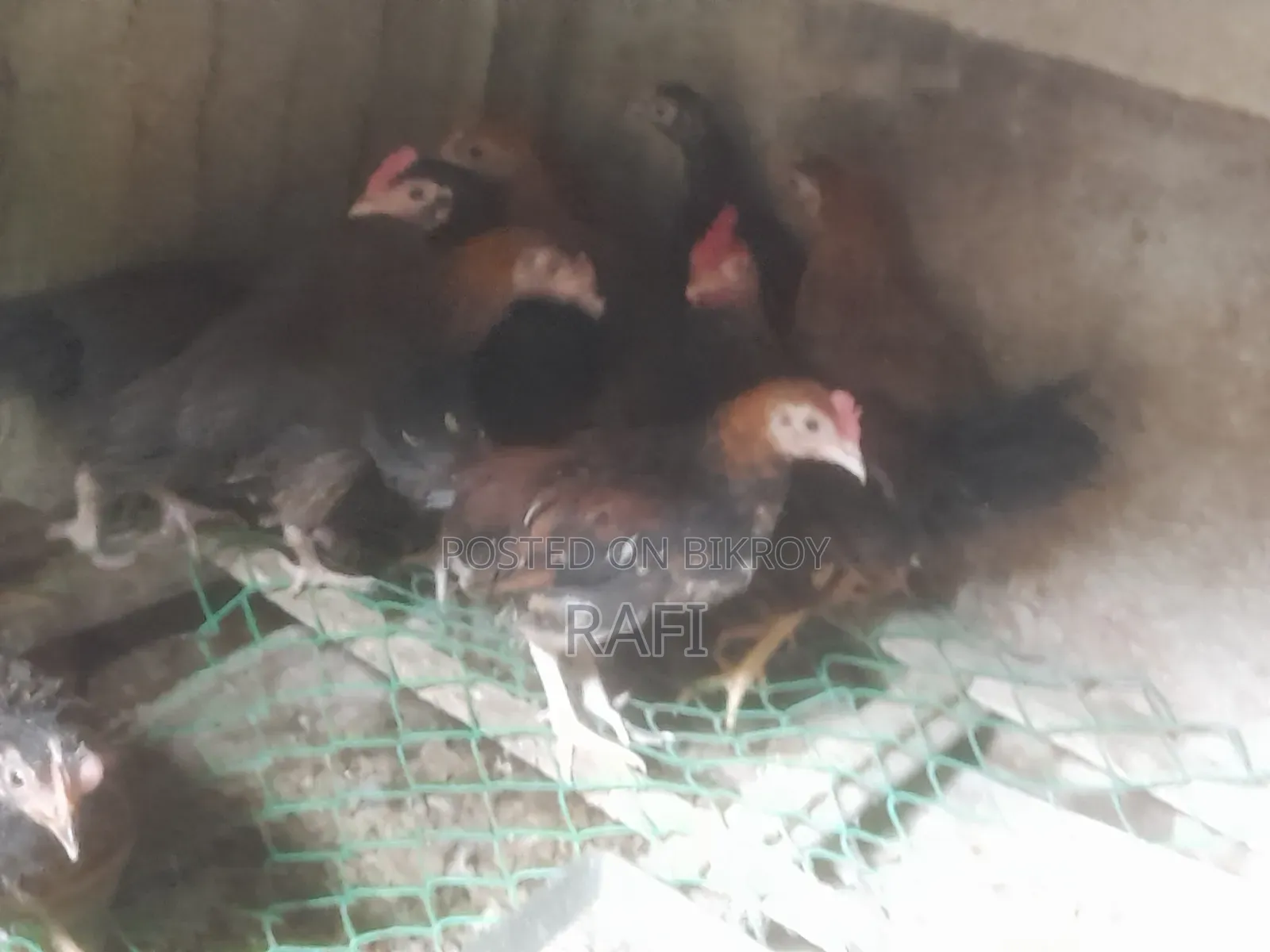 দেশি মুরগীর বাচ্চা