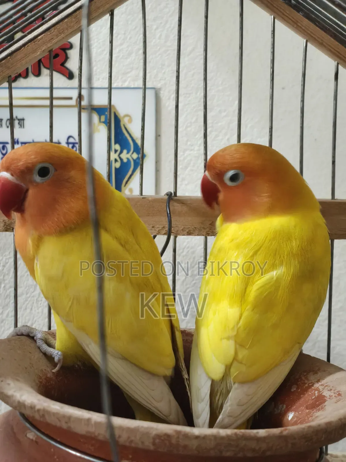 Love Birds