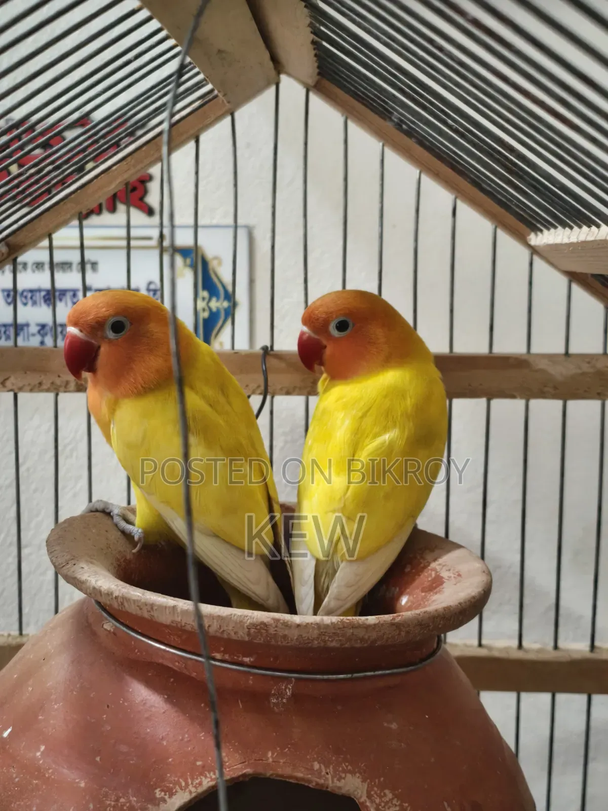 Love Birds