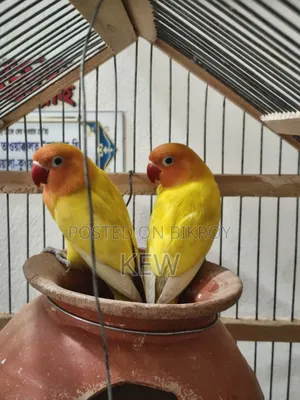 Love Birds