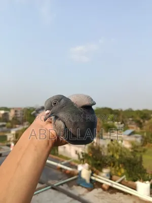 কবুতর বিক্রি