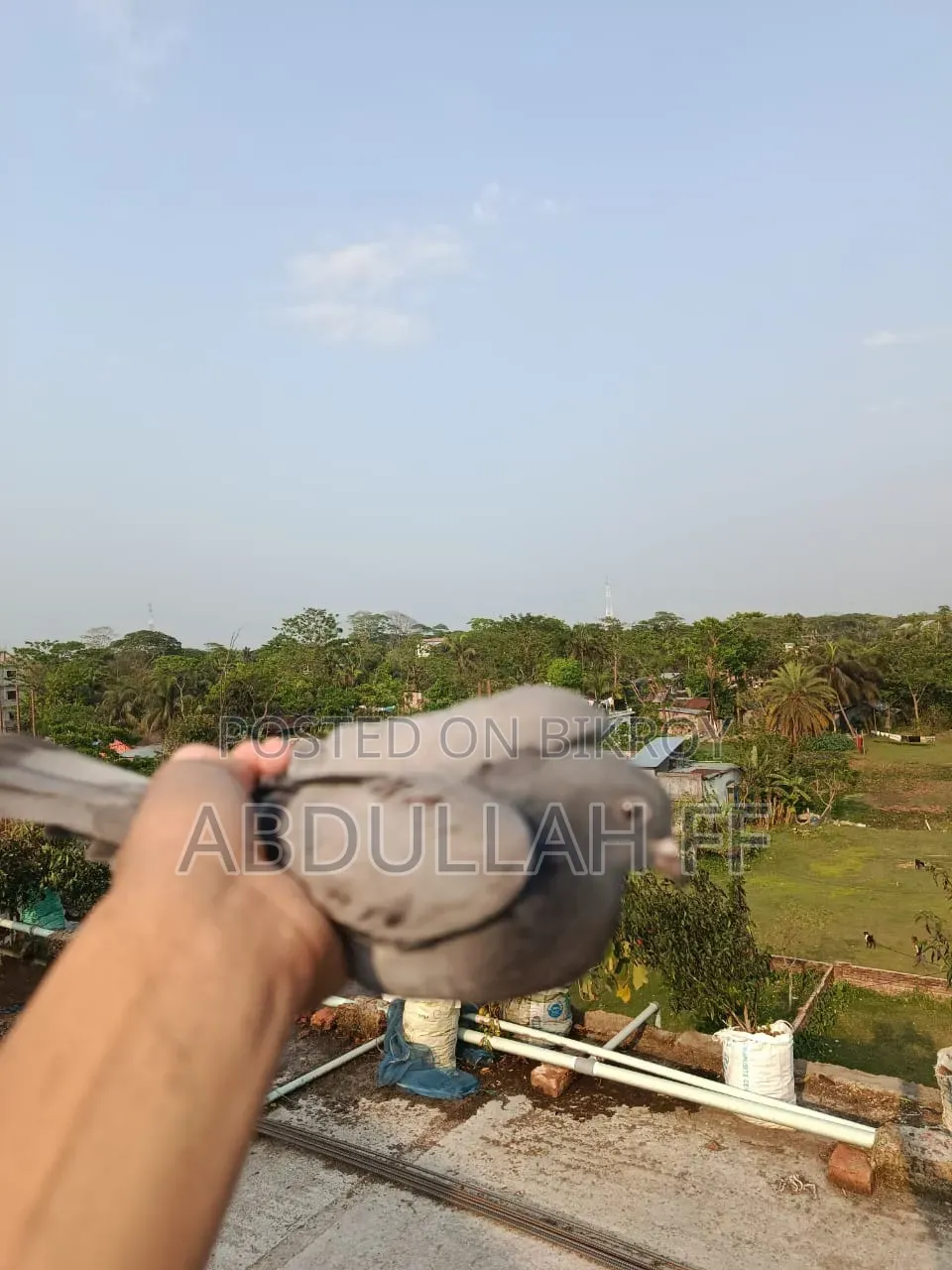 কবুতর বিক্রি
