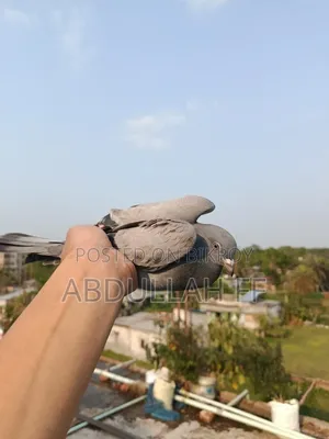 কবুতর বিক্রি