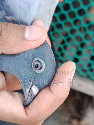 কবুতর বিক্রি
