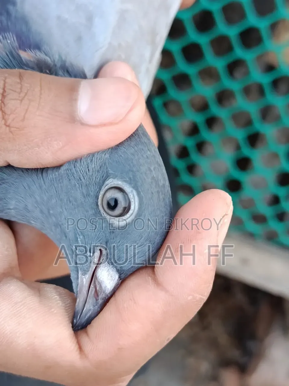 কবুতর বিক্রি