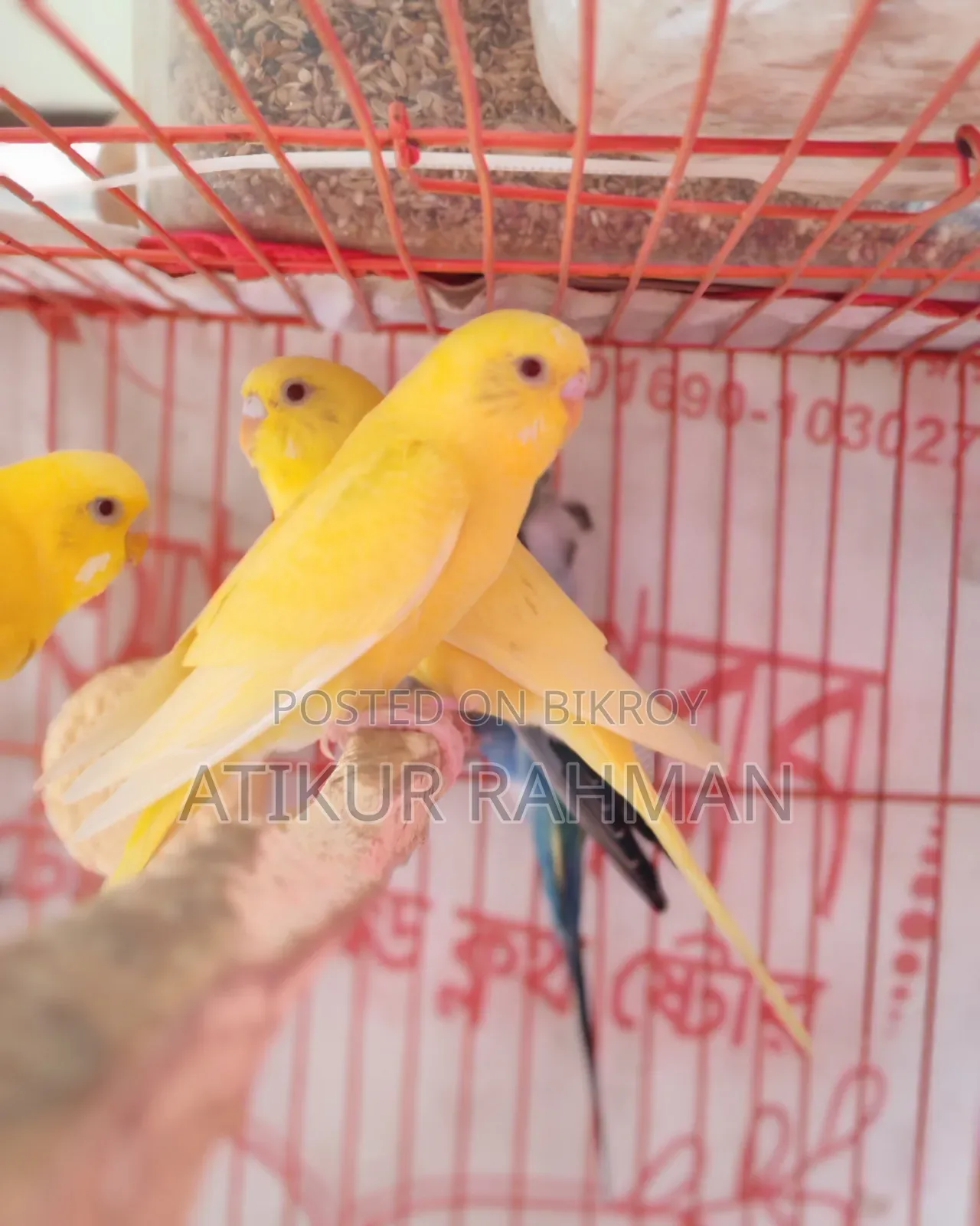 A pair of Lutino Red Eye Budgerigar birds for sale.