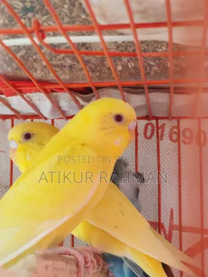 A pair of Lutino Red Eye Budgerigar birds for sale.