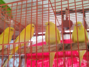 A pair of Lutino Red Eye Budgerigar birds for sale.